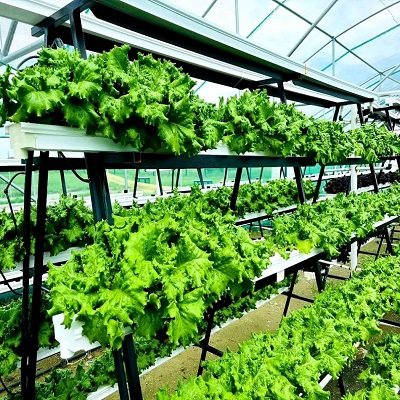 Hydroponics