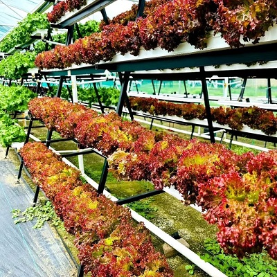 Hydroponics